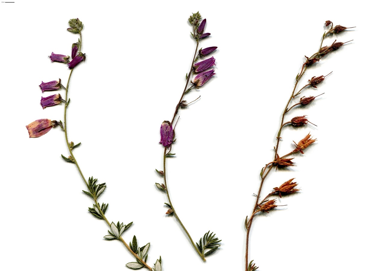 Daboecia cantabrica (Ericaceae)